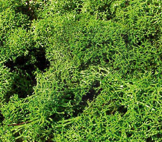 Heki 3210 Standard Lichen Light Green