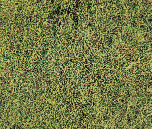 Heki 1574 Wild Grass Savanna