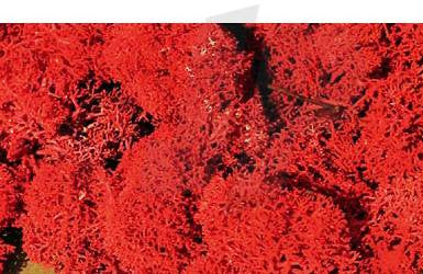 Heki 3213 Standard Lichen Autumn