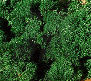 Heki 3220 Large Lichen Dark Green