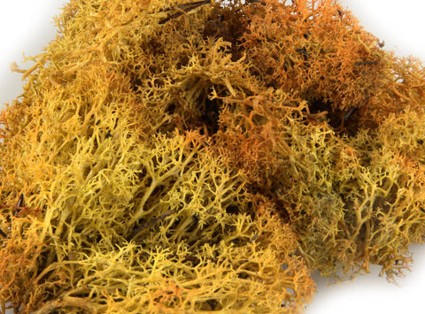 Heki 3233 Monster Lichen Autumn